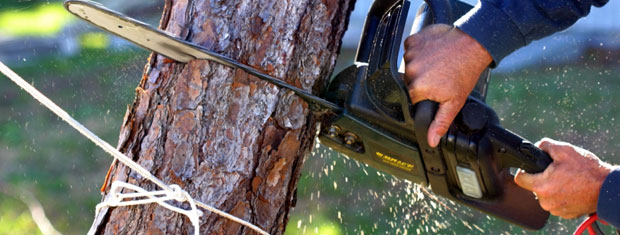 Tree Service, Chester, NY